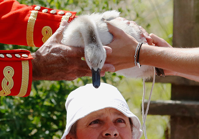 Swan upping in pictures: Swan upping in pictures