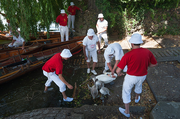 Swan upping in pictures: Swan upping in pictures