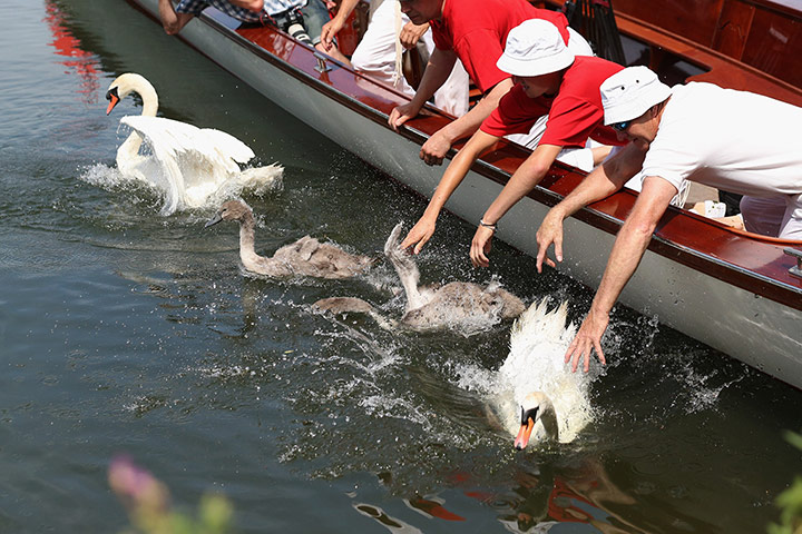 Swan upping in pictures: Swan upping in pictures