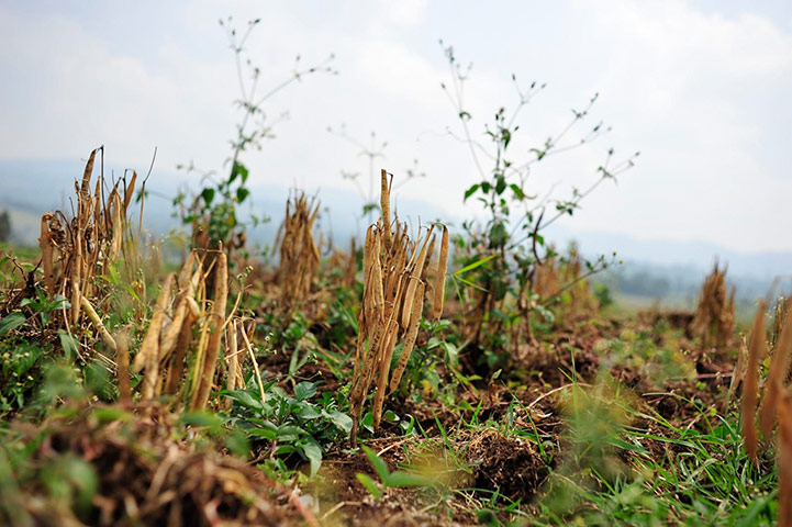 DRC Gorilla Beans: DR Congo’s South Kivu province