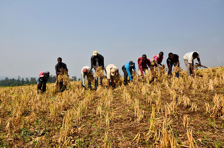 DRC Gorilla Beans: DR Congo’s South Kivu province