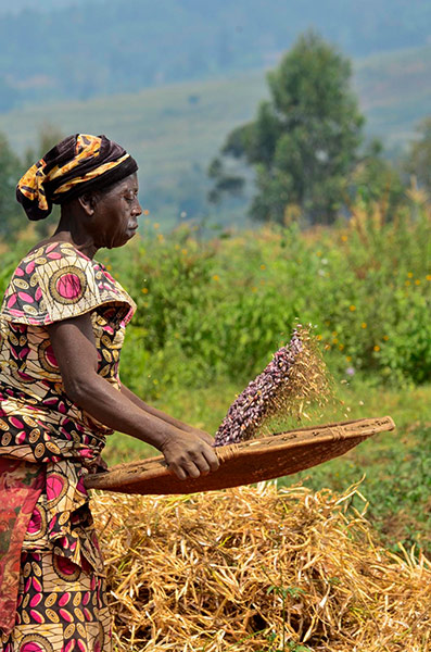 DRC Gorilla Beans: DR Congo’s South Kivu province