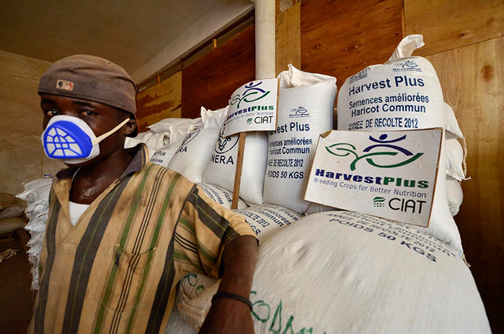 DRC Gorilla Beans: DR Congo’s South Kivu province