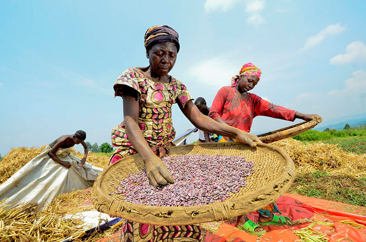 DRC Gorilla Beans: DR Congo’s South Kivu province