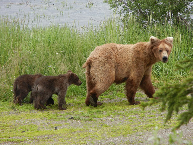 Explore camera trap: the brown bears of katmai