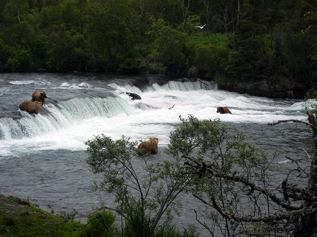 Explore camera trap: the brown bears of katmai