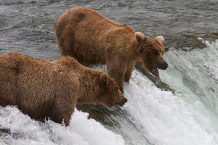 Explore camera trap: the brown bears of katmai