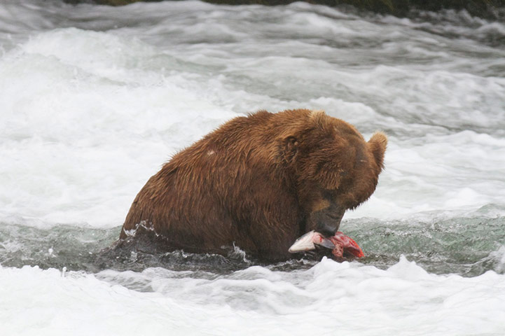 Explore camera trap: the brown bears of katmai