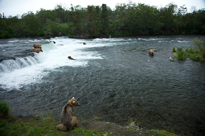Explore camera trap: the brown bears of katmai