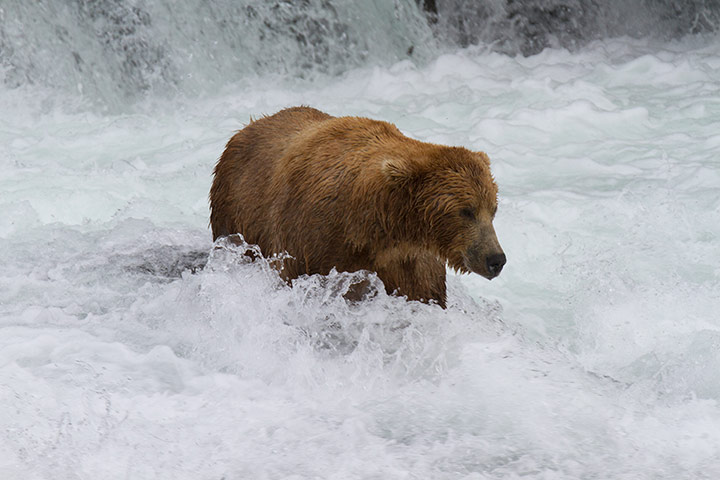 Explore camera trap: the brown bears of katmai