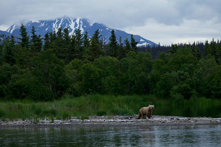 Explore camera trap: the brown bears of katmai