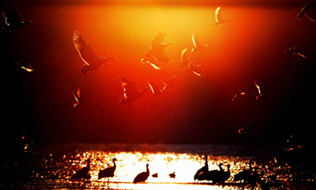 Black-Necked Cranes Near Nianhu Lake In China