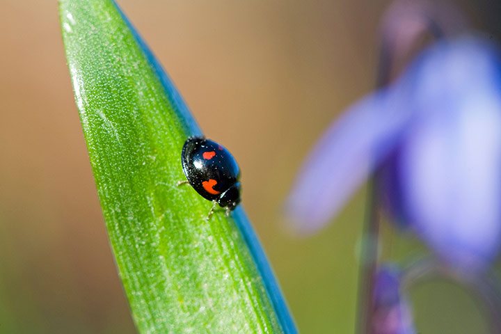 UK Ladybirds: Lady-bug Exochomus qadripustulatus Pine ladybird Insects Sweden