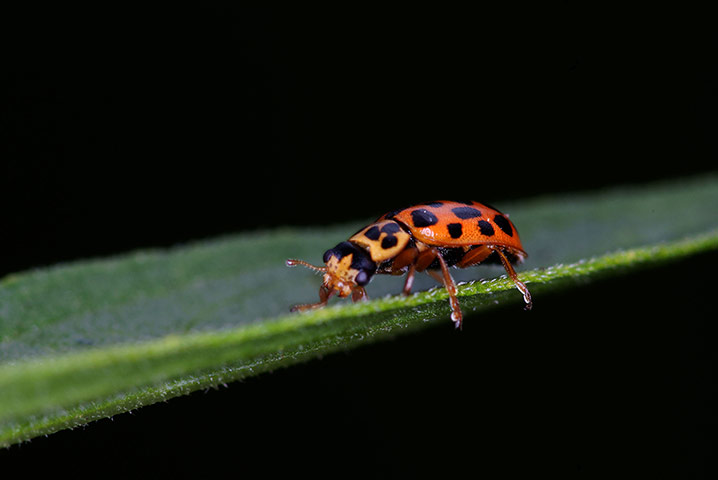 UK Ladybirds: Water Ladybird