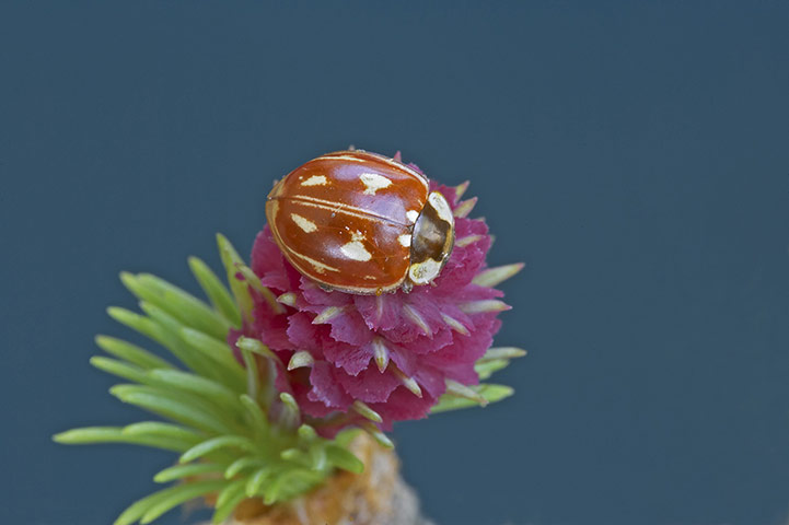 UK Ladybirds: Striped Ladybird Myzia