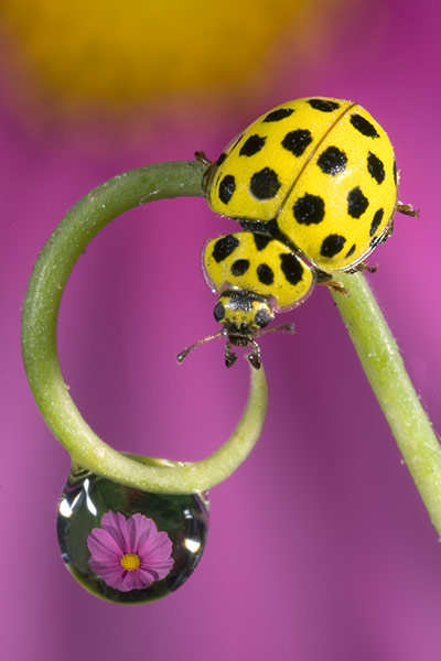 UK Ladybirds: 22-spot Ladybird (Psyllobora vigintiduopunctata) 