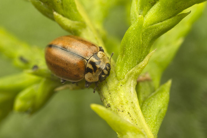 UK Ladybirds: Larch Ladybird (Aphidecta obliterata) 