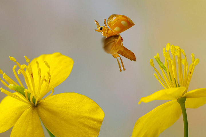 UK Ladybirds: Orange Ladybird or Orange Ladybug (Halyzia sedecimguttata), in flight