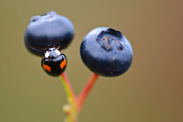 UK Ladybirds: Harmonia axyridis, harlequin ladybird