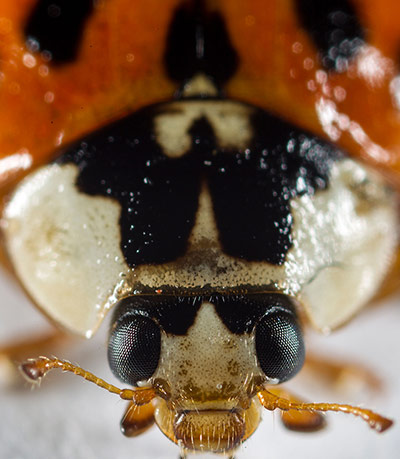 UK Ladybirds: Harlequin ladybird (Harmonia axyridis)