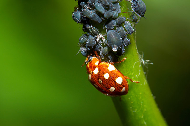 UK Ladybirds: Cream-spot ladybird feeding on blackfly