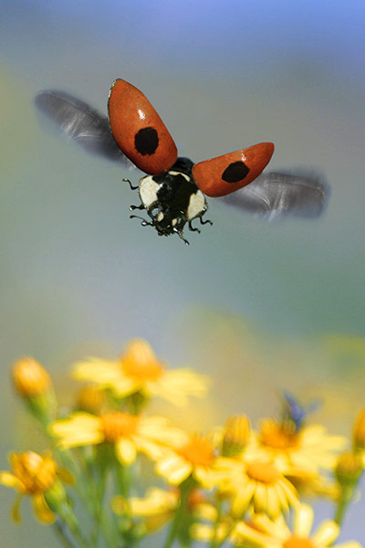 UK Ladybirds: two-spot ladybird, 2-spot ladybird (Adalia bipunctata), flying