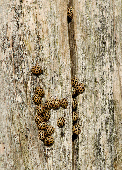 UK Ladybirds: 16 spot ladybirds Tytthaspis 16 punctata 