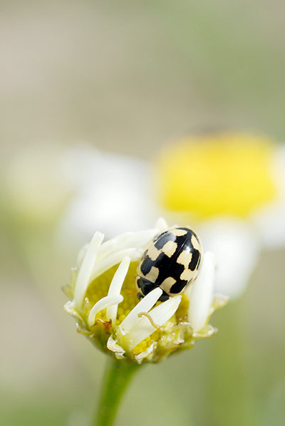 UK Ladybirds: 14-spot ladybird propylea 14 punctata