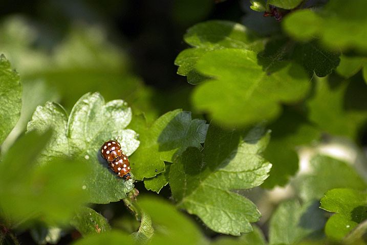 UK Ladybirds: Ten-spot ladybirds (Adalia 10-punctata)