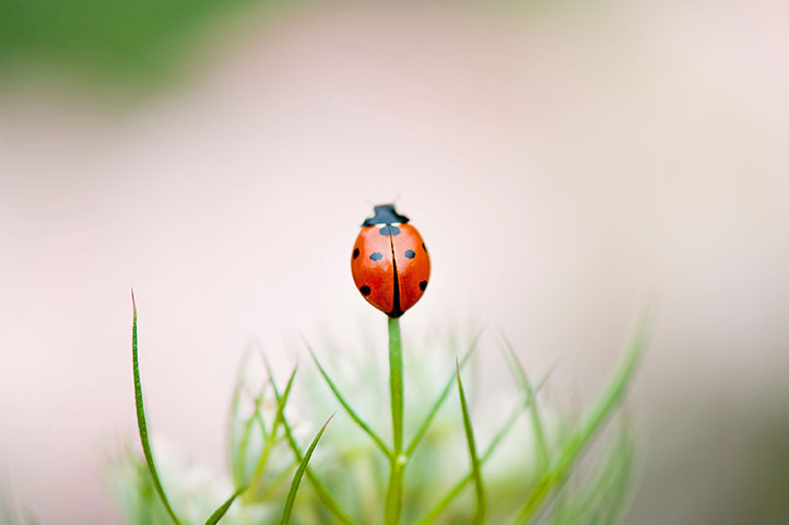 UK Ladybirds: A single 7-spot Ladybird on a Queen Anne's lace flower head