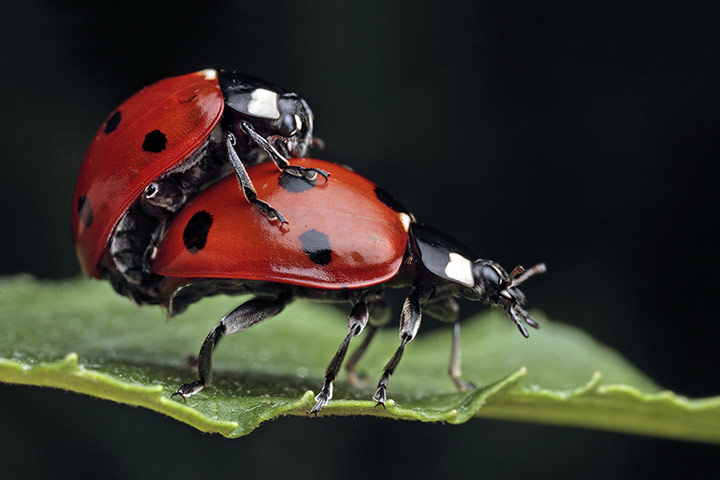 UK Ladybirds: Seven-spot Ladybird (Coccinella septempunctata) 