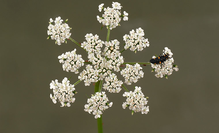 UK Ladybirds: Seven spot ladybird larva on a fool's parsley flowering umbel