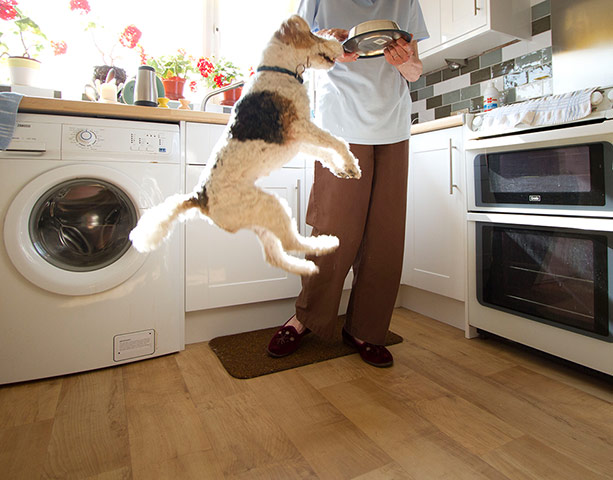 In Pictures - Dine: In Pictures - Dine - Dog Jumping for Bowl of Food