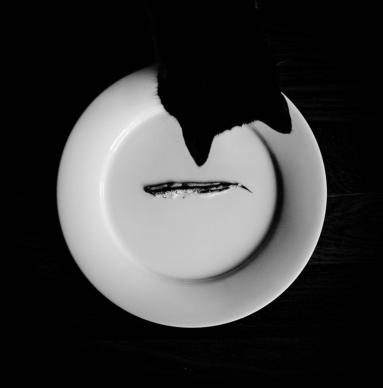 In Pictures - Dine - Cat looking at a fish on a plate