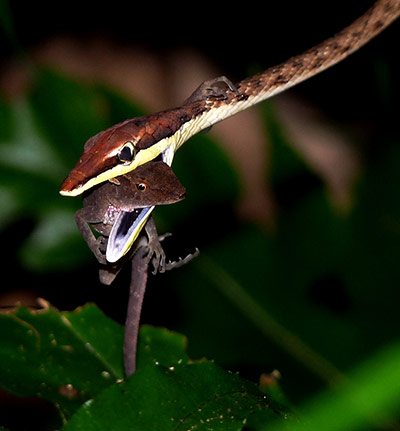 In Pictures - Dine: In Pictures - Dine - Brown Vine snake eating prey