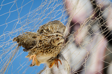 A Common Quail (Coturnix coturnix) caught in a trapper's net along the Egyptian Mediterranean coast, autumn 2012. Photo by Holger Schulz/NABU