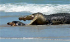 Crocodile