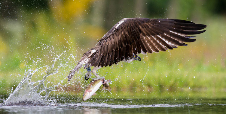 Week in Wildlife: Osprey