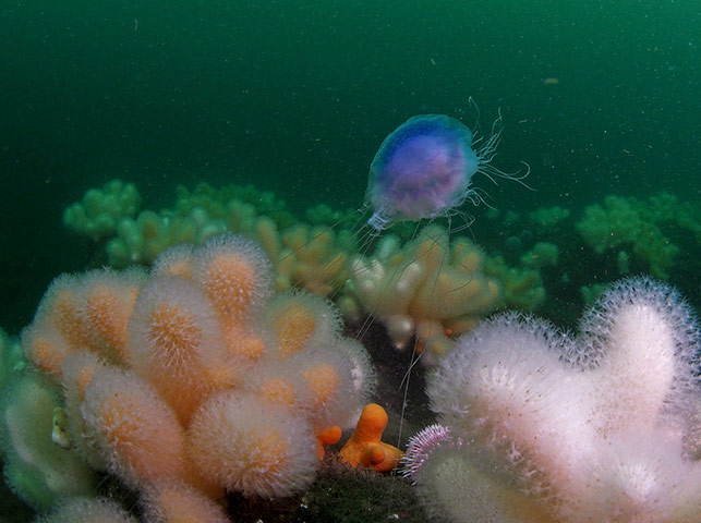 Week in Wildlife:  Blue jellyfish caught on soft corals at St Abbs marine reserve