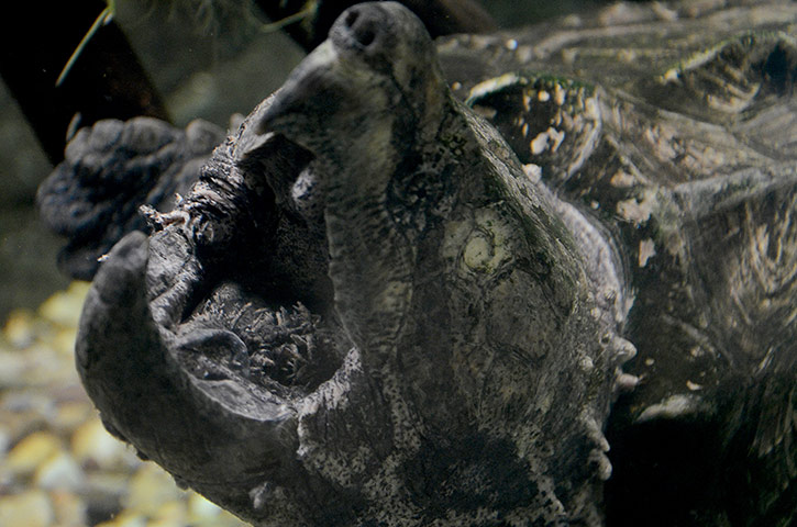 Week in Wildlife: Alligator Snapping Turtle
