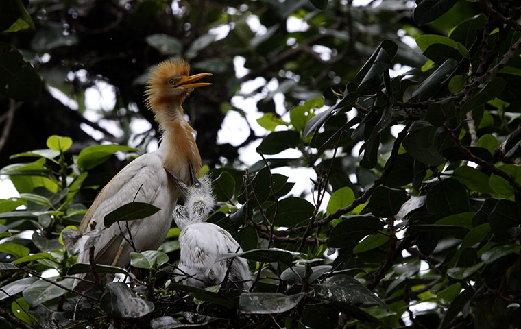 Week in Wildlife: bhubaneswar egret