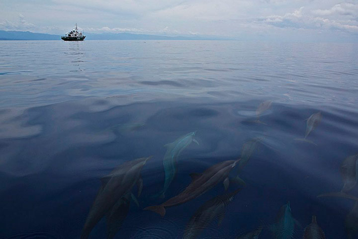 Week in Wildlife: Handout photo of spinner dolphins in Philippine waters