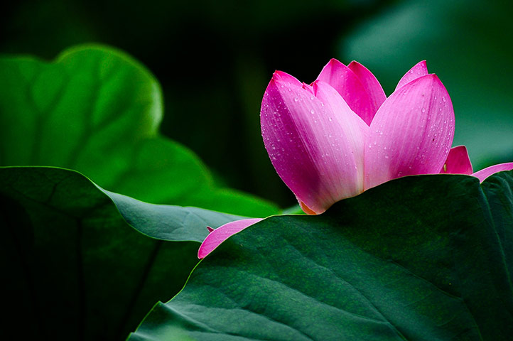 Week in Wildlife: lotus flower