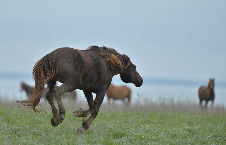 Week in Wildlife: The Wild Horses Marooned On Island For 60 Years