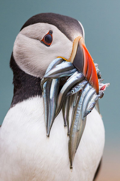 Week in Wildlife: Puffins, Skomer Island, Pembrokeshire