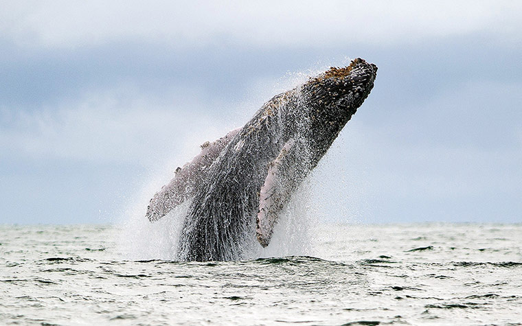 20 Photos: A humpback whale jumps in the Pacific Ocean in Colombia