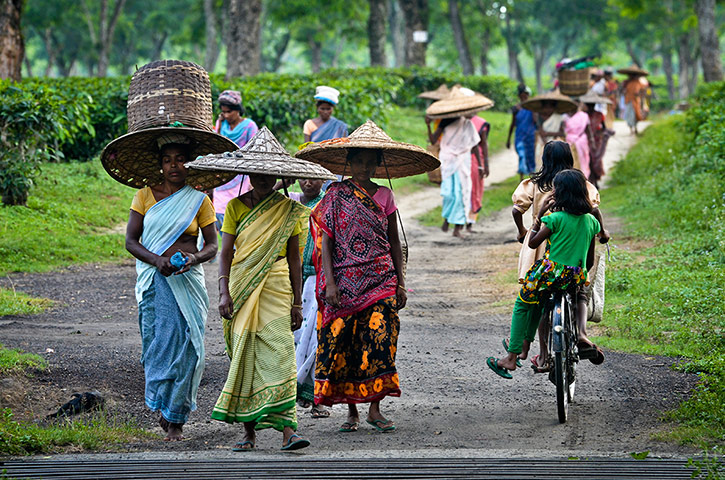 Indian slavery: tea pickers at an estate in Assam
