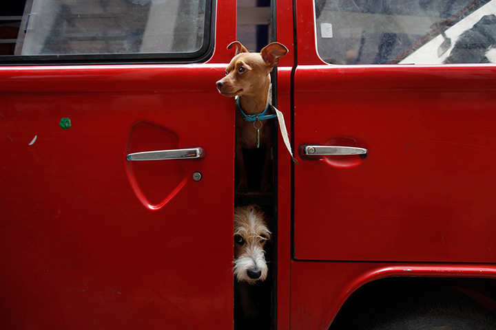 Weekend in pictures: Mexico City, Mexico: Dogs look out of a car. The stealing and kidnapping of