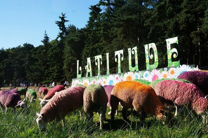 Witness Latitude: Sheep