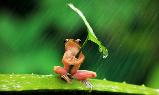 While storm clouds gather in the UK, take a tip from this resourceful frog and don't leave home without your umbrella. This tiny tree frog was photographed sheltering under a leaf in East Java, Indonesia.